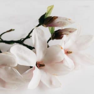 magnolia blog kosmetyki lr